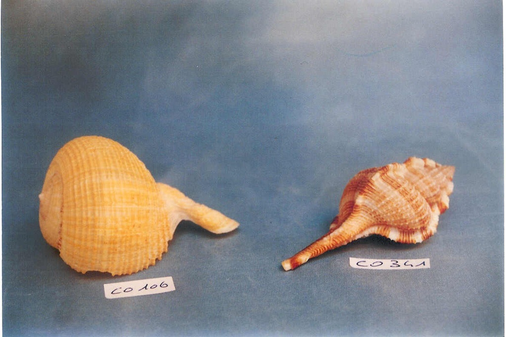 MUREX SERRATOSPINOSUS 3-4" CM 8-10 