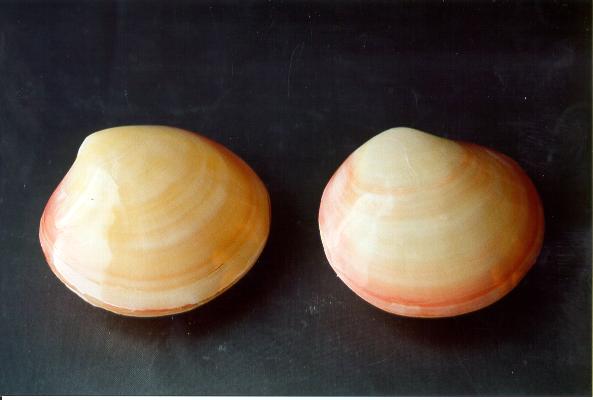 CODACKIA TIGERINA ACCOPPIATA LUCIDA DIAM CM 8-10