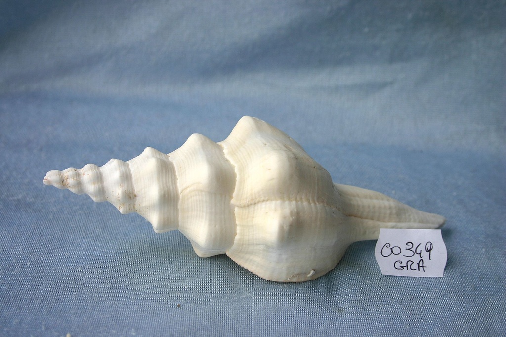 FUSUS UNDATUS GRANDI 