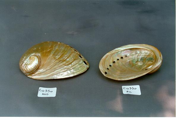 HALIOTIS PERLIZZATO MEDIO CM 7 