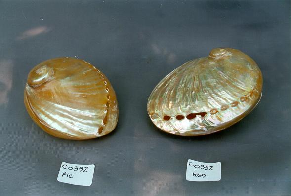 HALIOTIS PERLIZZATO ACCOPPIATO MED CM 7.5 