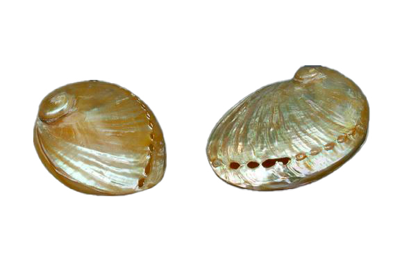 HALIOTIS PERLIZZATO ACCOPPIATO PIC. 