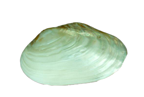 PINK CLAM APPAIATA 7 UP CM 17.5 