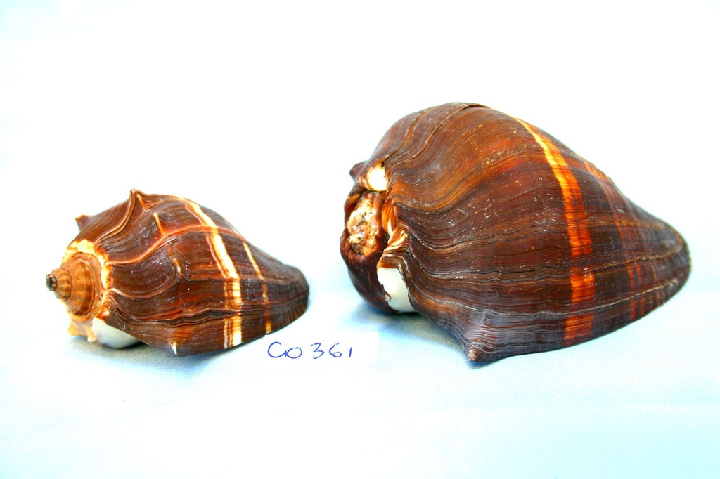 MELONGENA PATULA MEDIA 