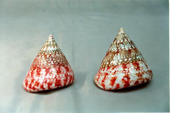 TROCAS NATURALE ROSSO LUCIDO PIC H.5,5 