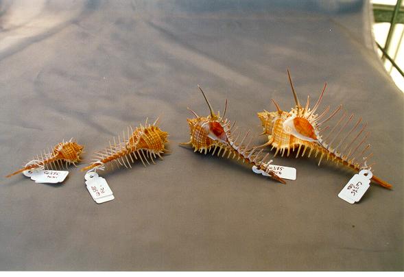 MUREX PECTEN VIETNAM MED CM L.11 