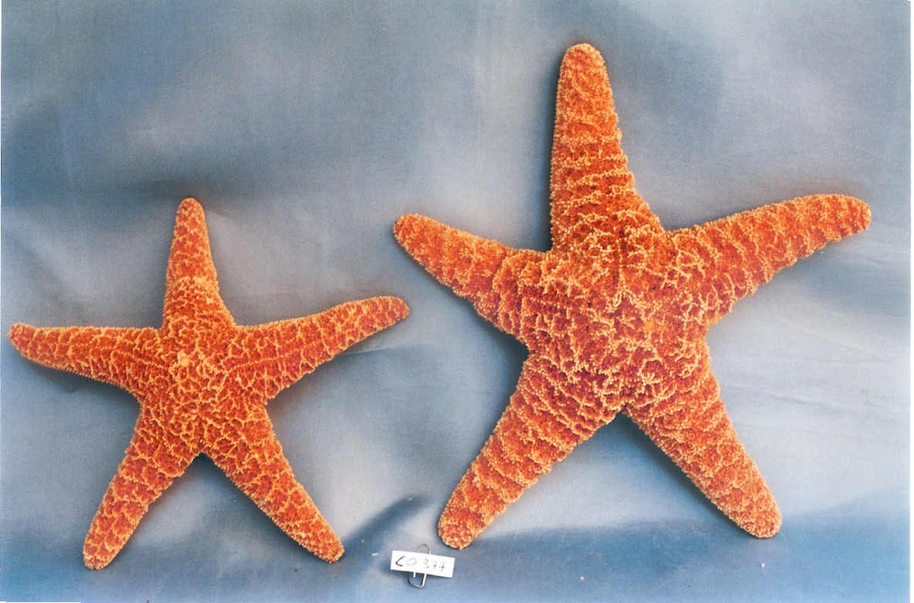 STELLE SUGAR MEDIE 11-13cm