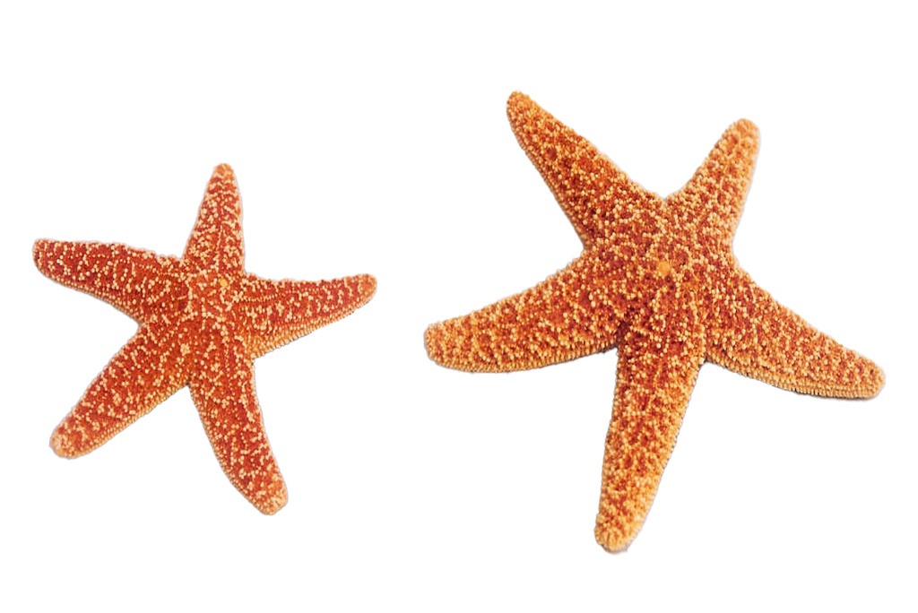 STELLE SUGAR MINI 5-7cm