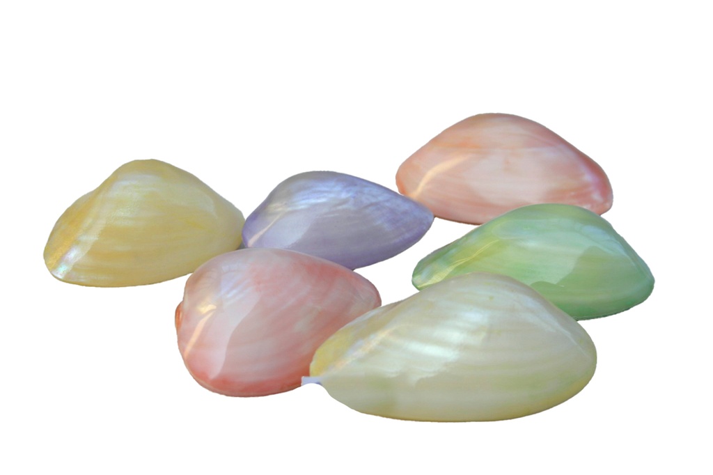 BABY PINKCLAM COLOR. 2"UP CM 6 