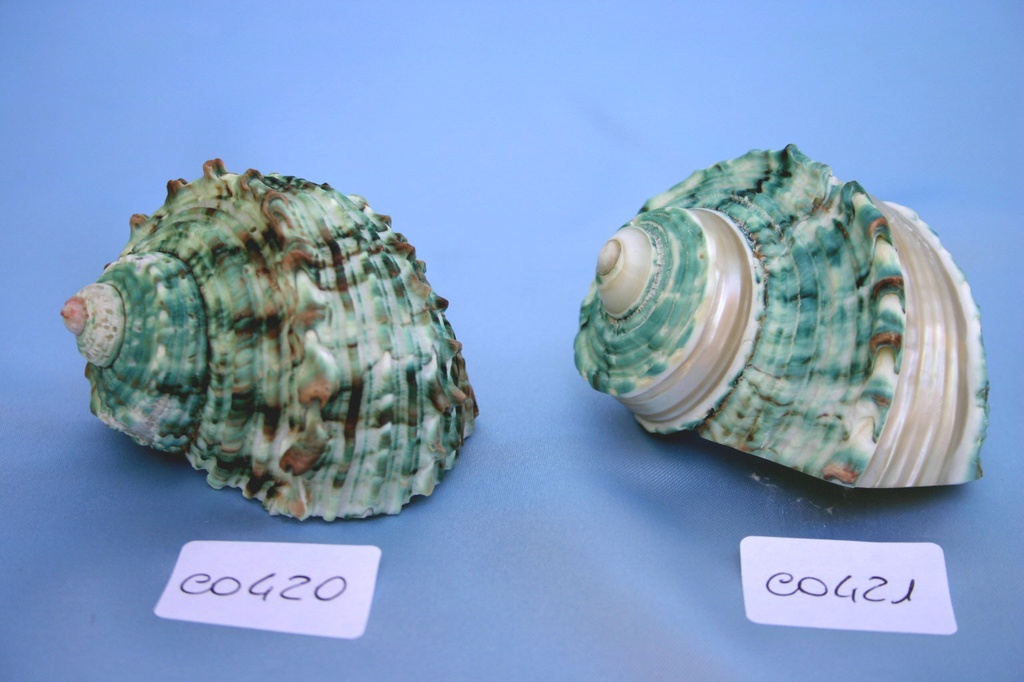 TURBO PRICKLE VERDE STRIATO 3" UP DIAM CM 7 