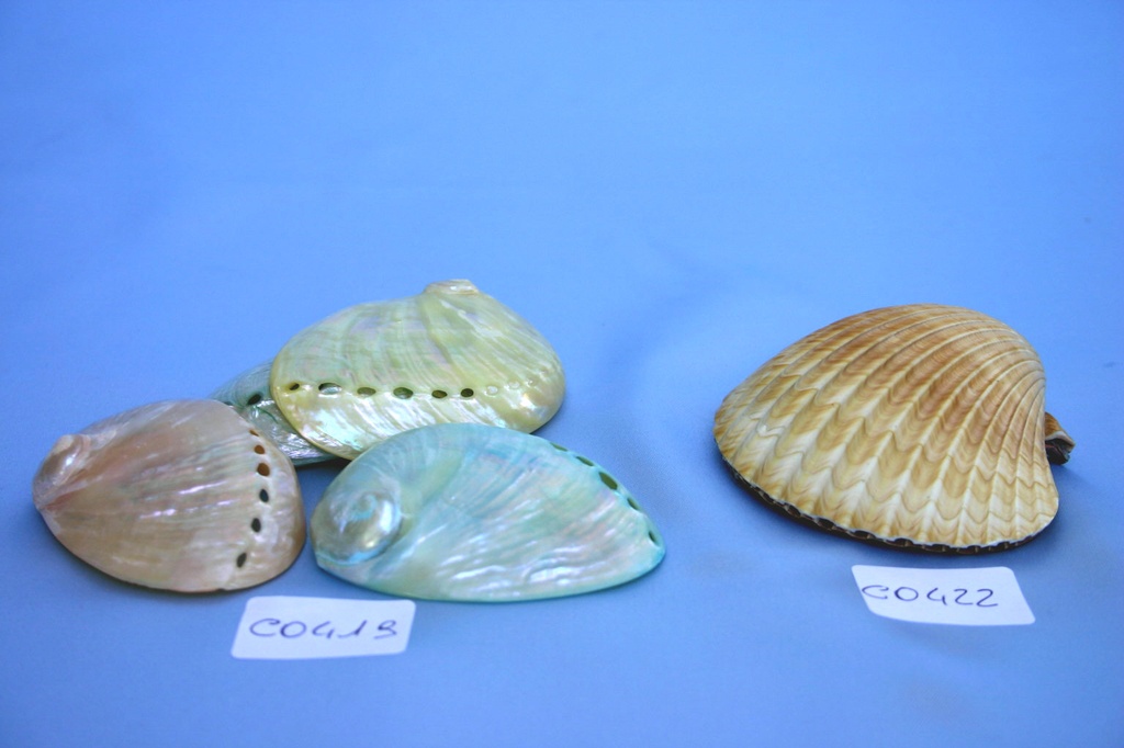 PECTEN MESSICANO APPAIATO 2,5" UP CM 7 