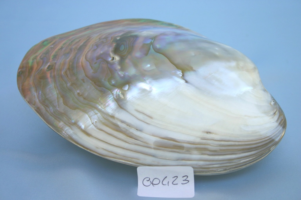 PURPLE MUSSEL PAIR 06 UP 