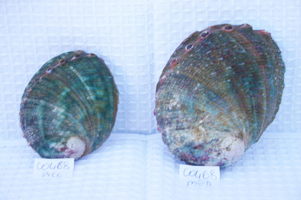 HALIOTIS ASSIMILIS NATURALE MICRO CM 5-6 