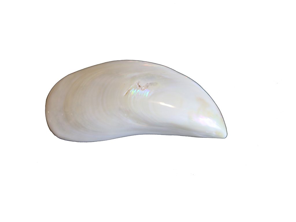 IVORY MUSSEL PAIR 4 UP 