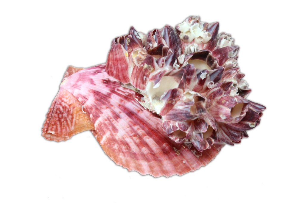 PECTEN NOBILIS PAIR C/BARNACLE GRANDE CM 10-11 