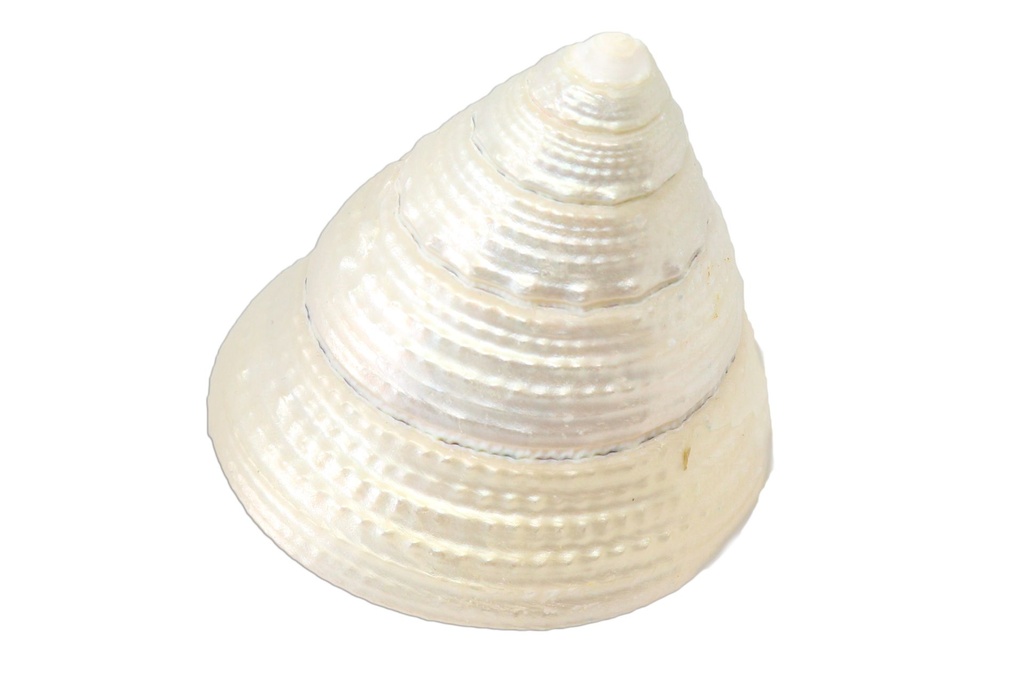 TROCAS MACULATUS PERL CM 4.5*4 