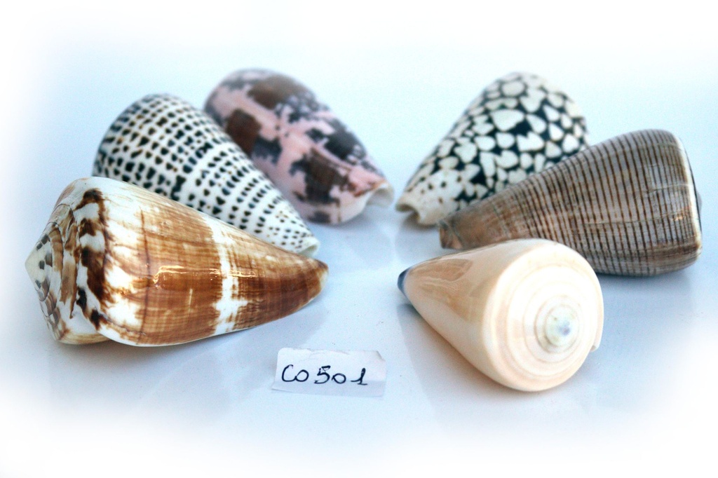 CONF 6 CONI POLISHED ASS 3-4" 