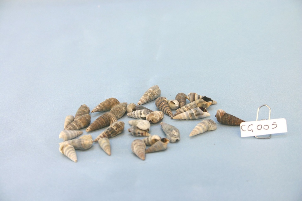 NASSA TRIBALIA CM 1-3 