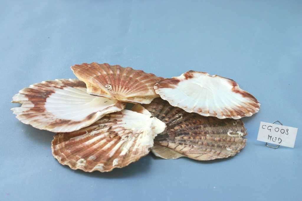 PIATTO CAPPASANTA MEDIO CM 8.5-10 