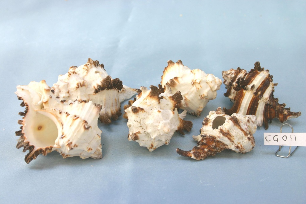 MUREX ENDIVIA CM 6-8 