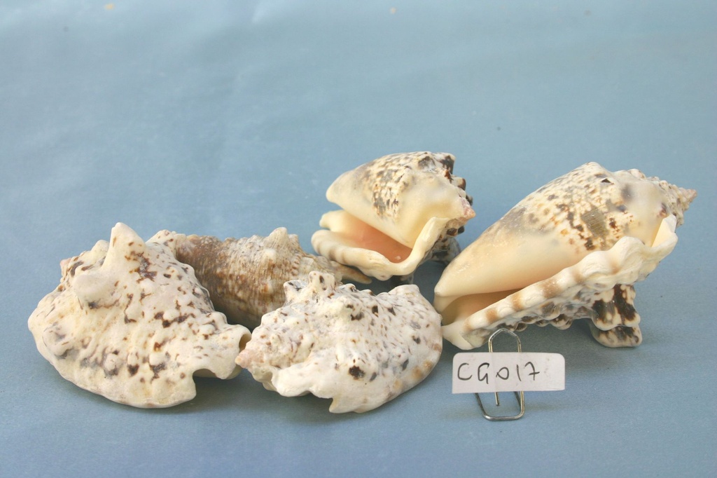 STROMBUS LENTIGGINOSUS CM 6-8 