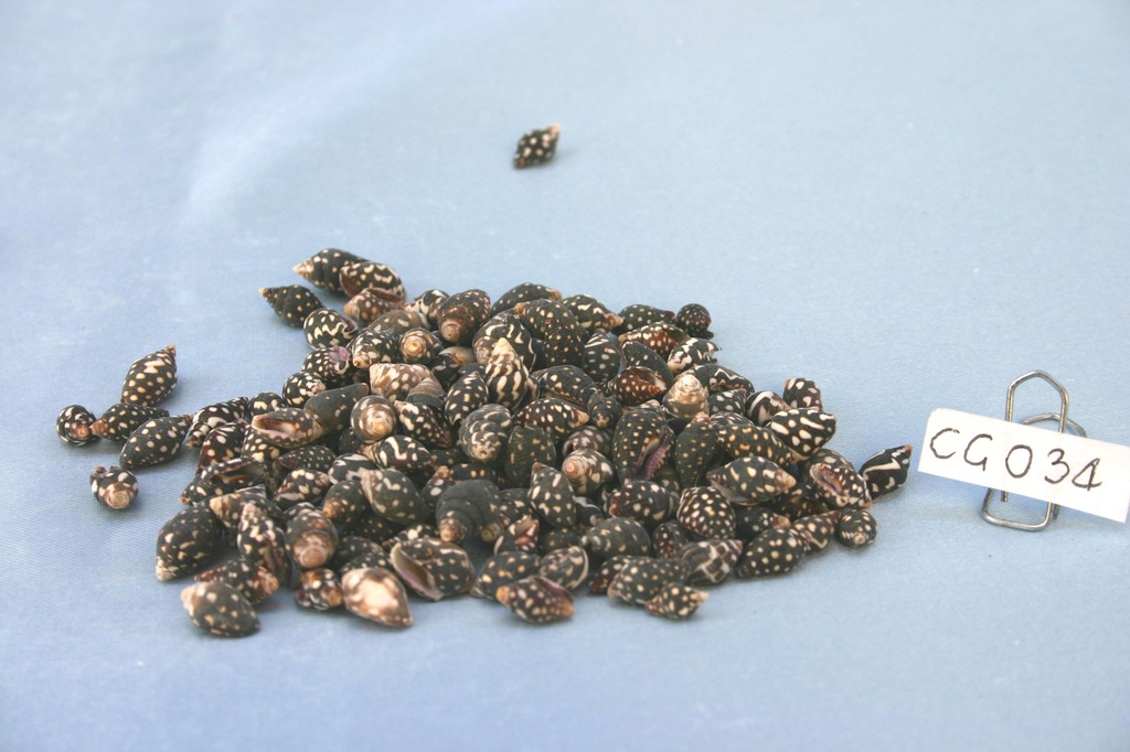 COLOMBELLA SCURA CM 0.8-1.2 