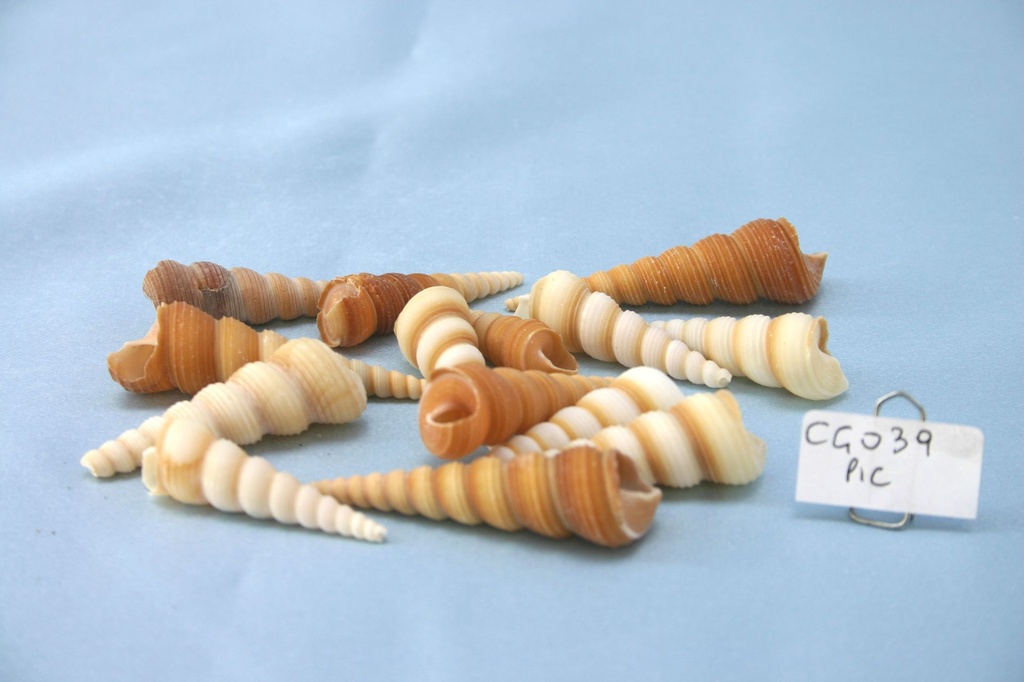 TURITELLA PICCOLA CM 4.5-6.5 