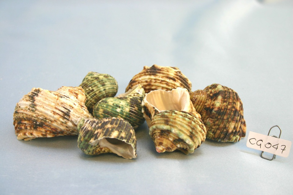 TURBO ARGYROSTOMUS CM 4-6 