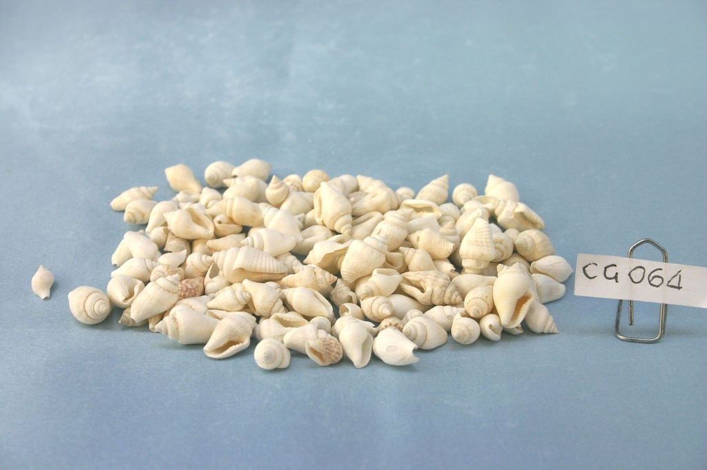 COLOMBELLA BIANCA NASSA WHITE COOCKED CM 0.8-1.2 