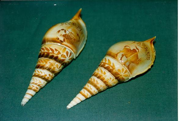 TIBIA CURTA INCISA ZODIACO CM 13 