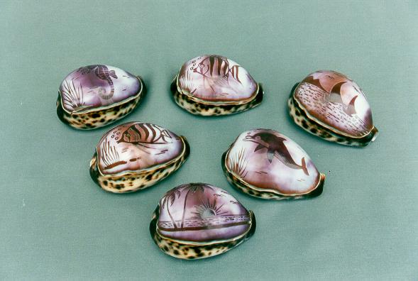 CYPREA TIGRIS INCISA SOGG. MARINI CM 8 