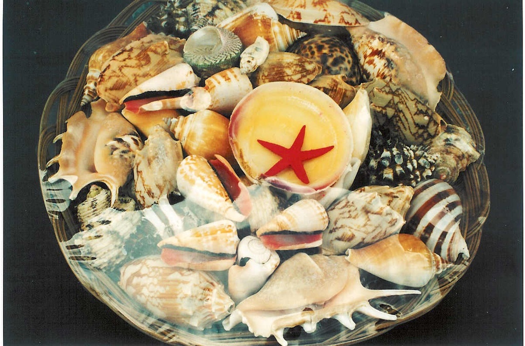 CESTINO CON CONCHIGLIE 12" DIAM CM 30 