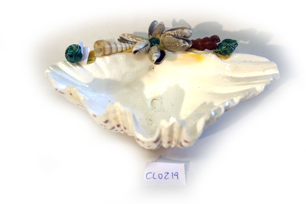 * POSACENERE CONCHIGLIA HYPOPUS PARI A Kg.