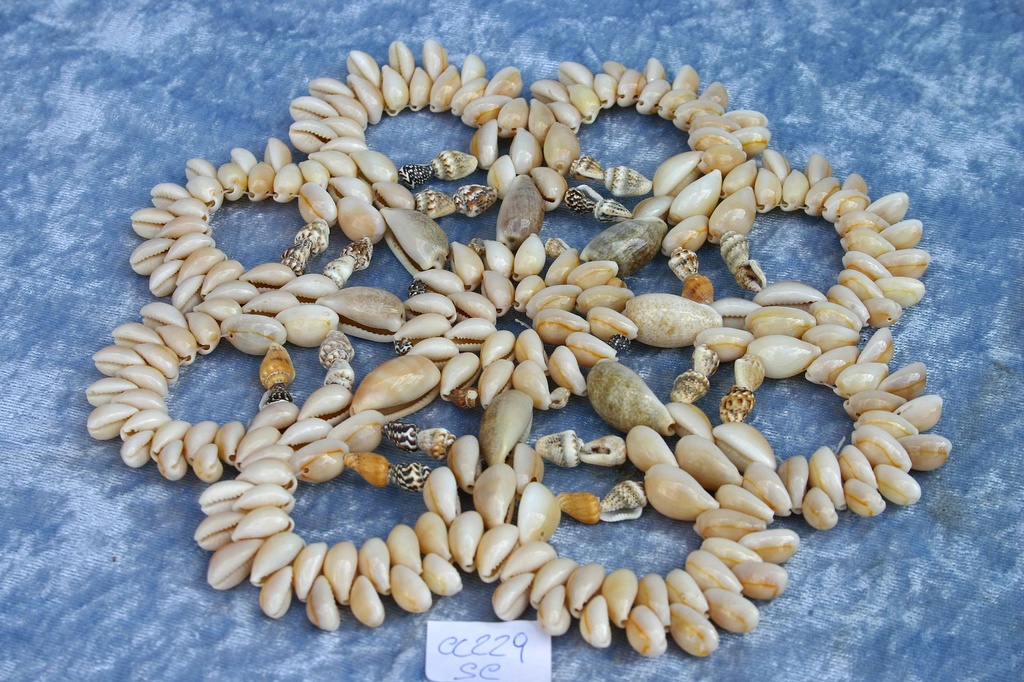 CENTRINO CYPREA ANOLUS 8" SCALLOP DIAM CM 20 