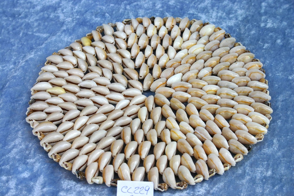 CENTRINO CYPREA ANOLUS 9"-10" SOLID DIAM CM 25 