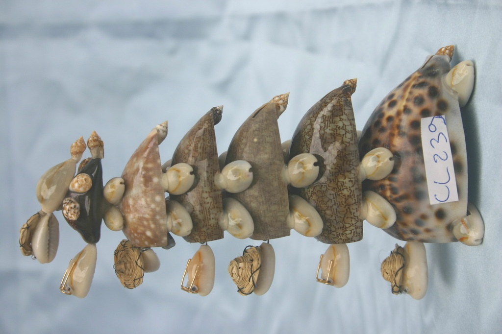 TARTARUGA 7 PZ CM 16 