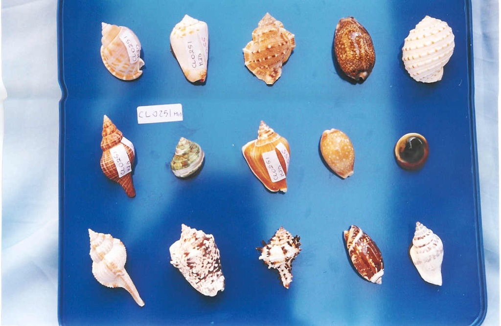 CONCHIGLIE C/CALAMITA 