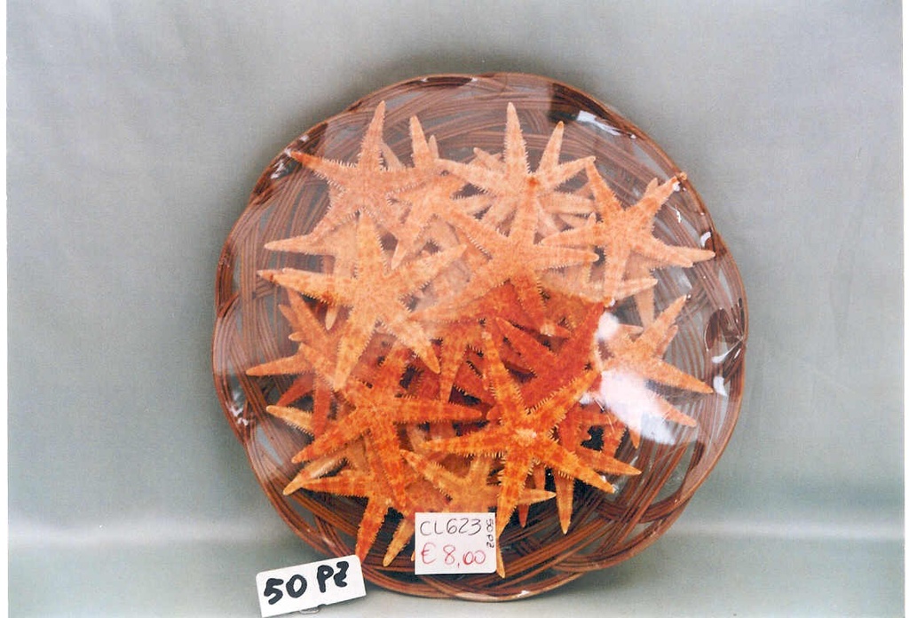 CESTINO c/50 STELLE MARINE 2,5"  DIAM CM 5 