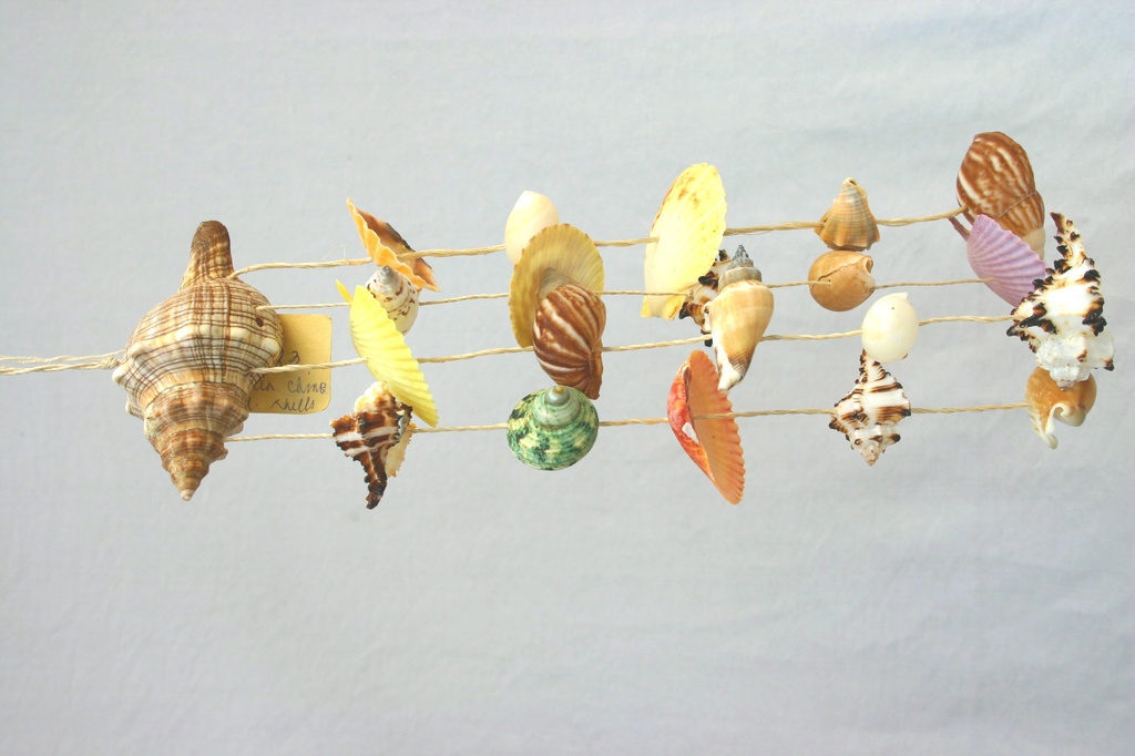 SCACCIAPENSIERI FASCIOLARIA c/CONCHIGLIE CM 34 