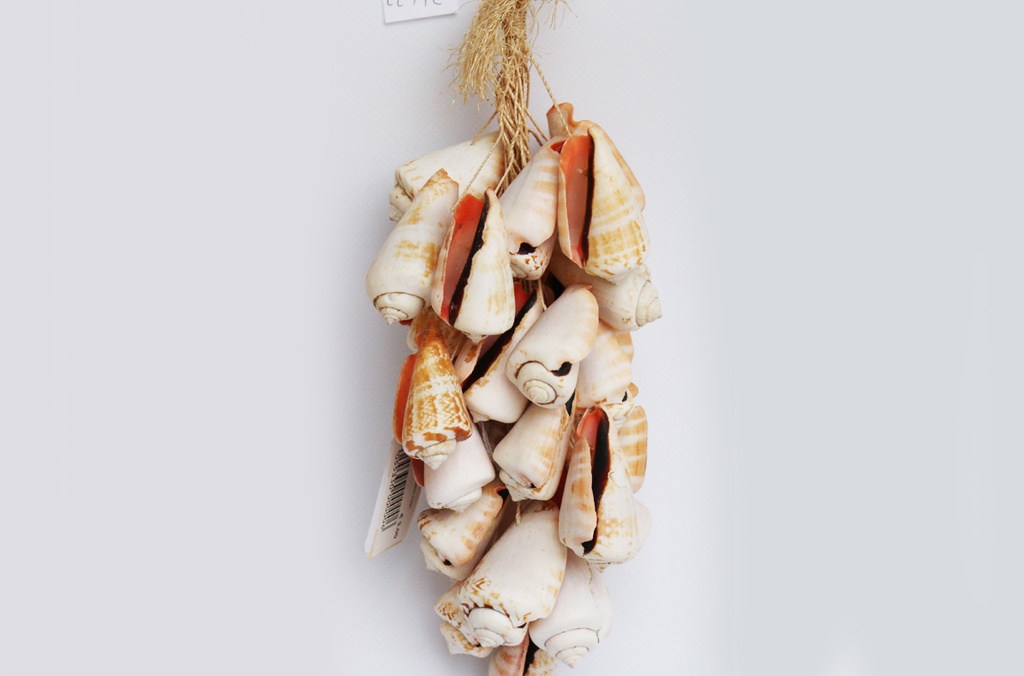 GRAPPOLO CORDA c/STROMBUS LUANUS CM 32 