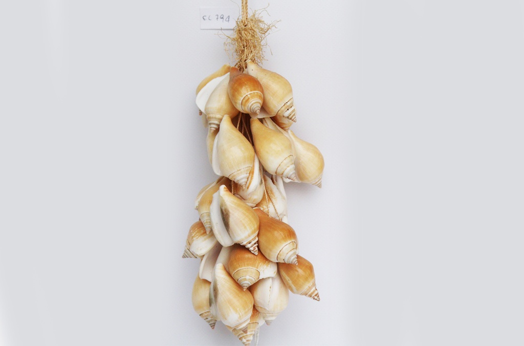 GRAPPOLO CORDA c/STROMBUS CANARIUM NAT cm 28 