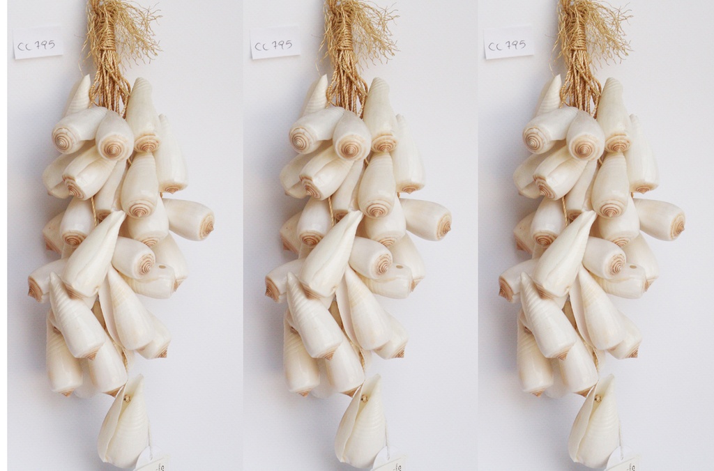 GRAPPOLO CORDA c/CONUS RADIATUS PERLIZZATO cm 27 