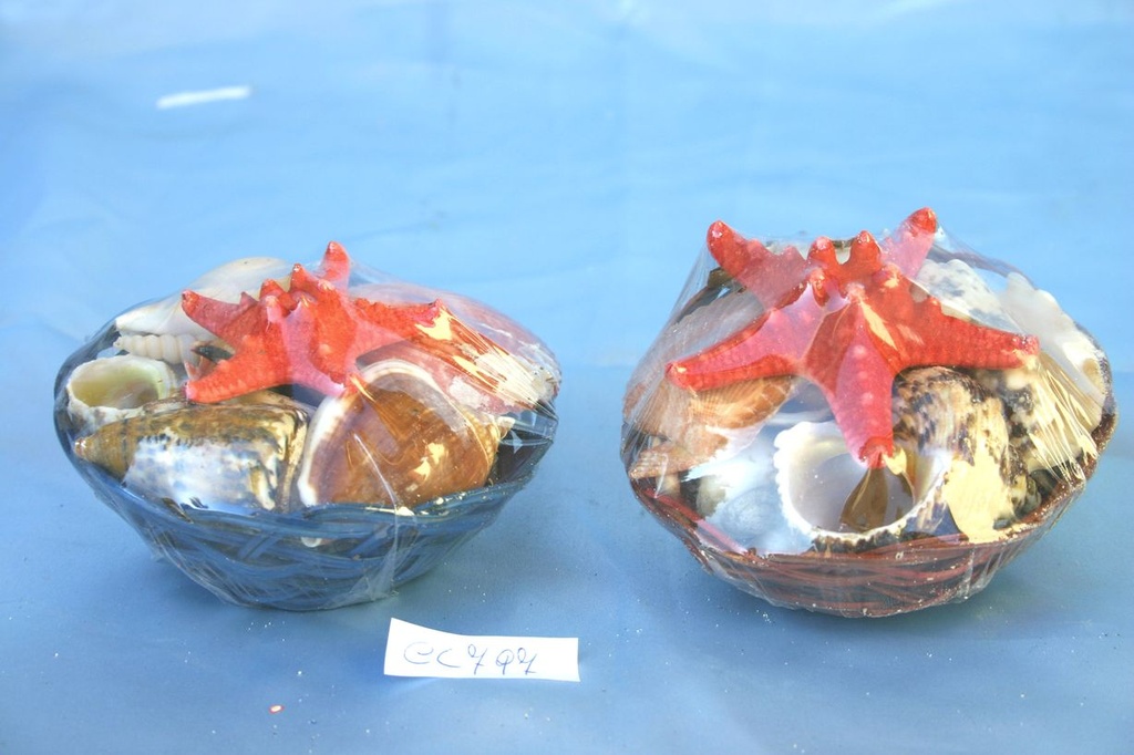 CESTINO c/CONCHIGLIE E STELLA 4" DIAM CM 10 