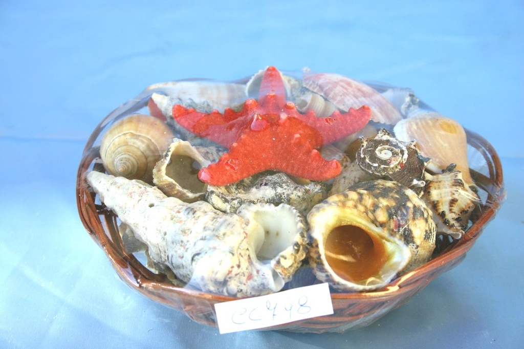 CESTINO c/CONCHIGLIE E STELLA 6" DIAM CM 15 