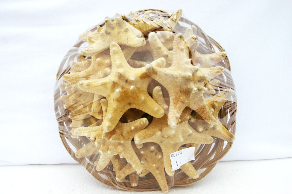 CESTINO 8" C/24 STELLE LONG 2-3" NAT DIAM CM 7 