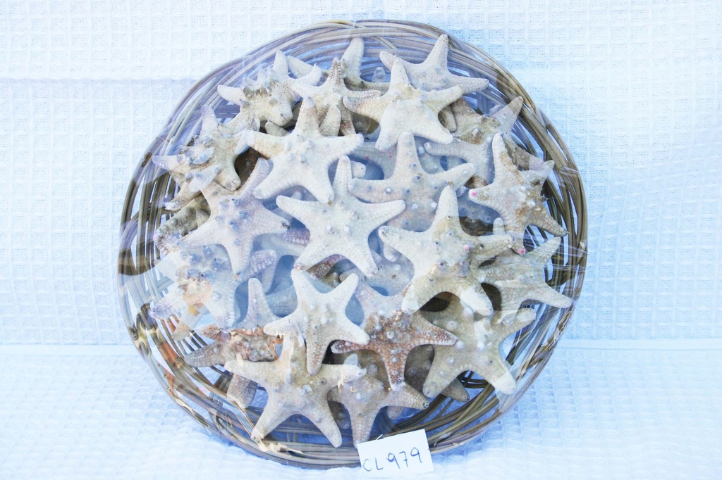 CESTO C/50 STELLE MARINE LONG. NAT. 1-2" CM 2.5 