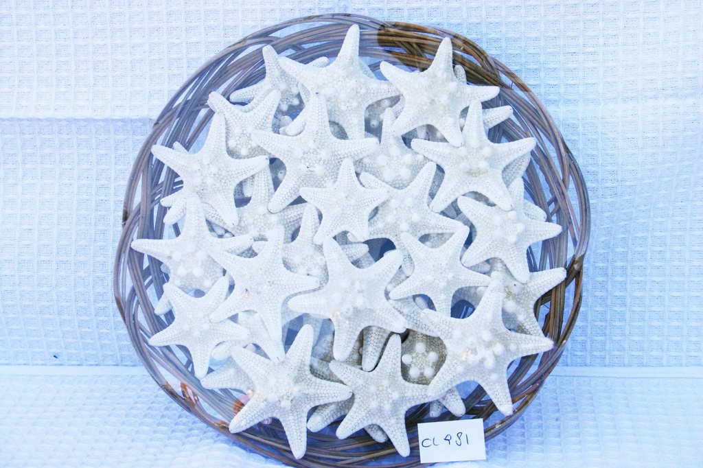 CESTO C/50 STELLE MARINE LONG. BIANCHE 1-2" CM 2.5 