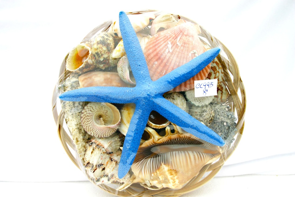 CESTINO CONCH 8" C/STELLA PUNTE FINE 6" 5 COL CM20 