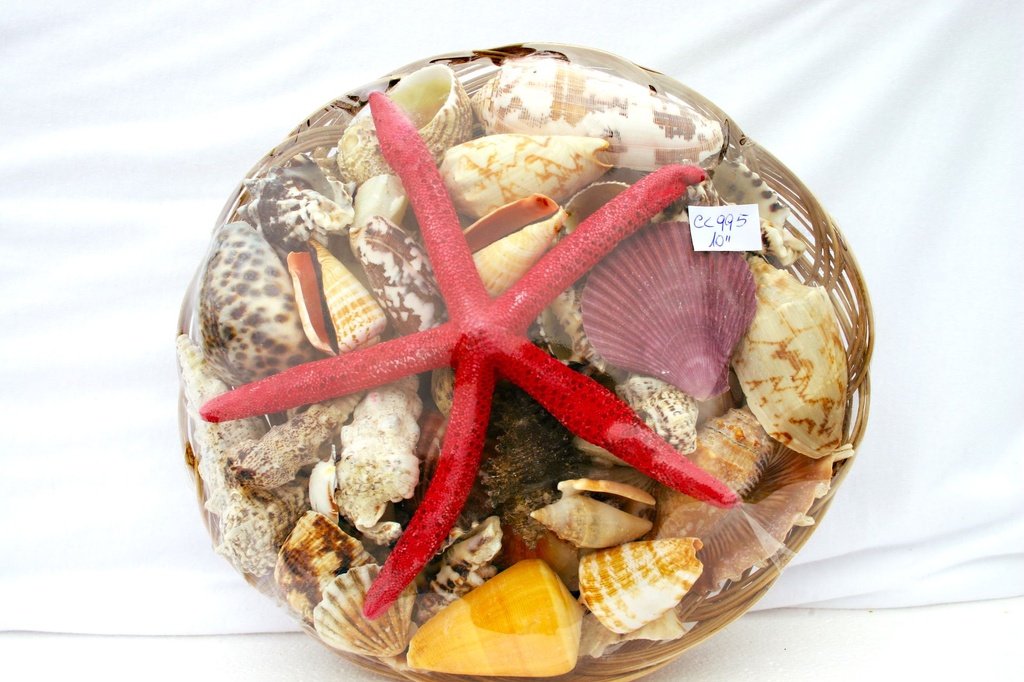 CESTINO CONC 10" C/STELLA PUNTEFIN 7-8" 5 COL CM25 