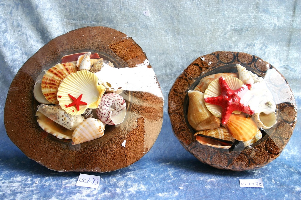COCCO C/CONCH E STELLA MAR - COL ASS DIAM 16 CM 